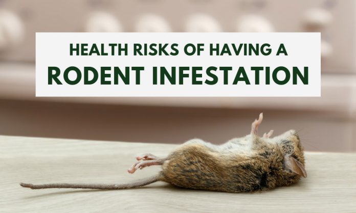 Health Risks of Rodent Infestations