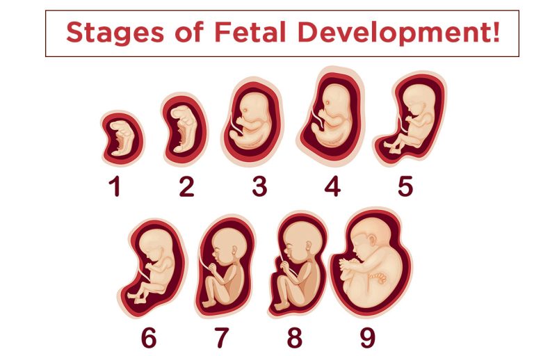 Stages Of Fetal Development