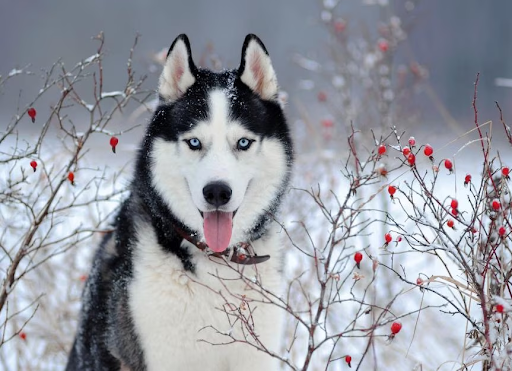 pets that live on cold places