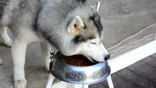 how long do huskies live