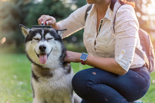 how long do huskies live